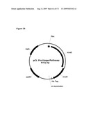 COMPOSITIONS AND METHODS FOR PRODUCING ISOPRENE diagram and image