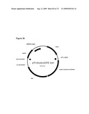 COMPOSITIONS AND METHODS FOR PRODUCING ISOPRENE diagram and image