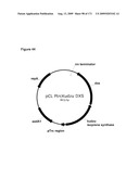 COMPOSITIONS AND METHODS FOR PRODUCING ISOPRENE diagram and image