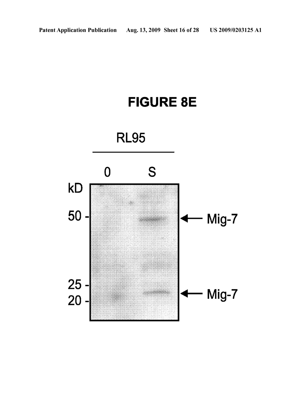 MIG-7 AS A SPECIFIC ANTICANCER TARGET - diagram, schematic, and image 17