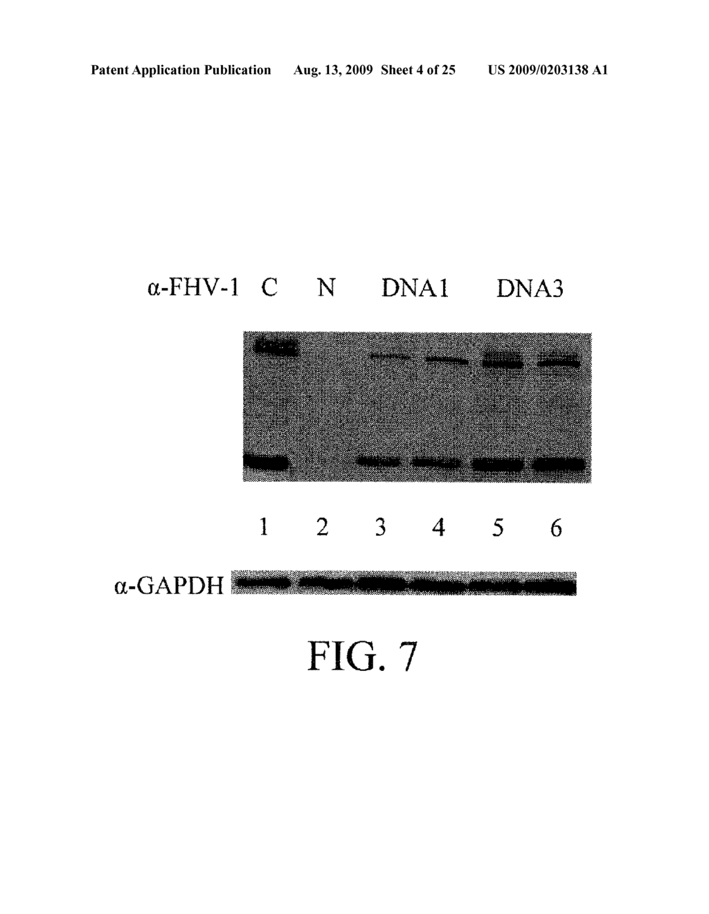 Small Interfering RNAs Targeting Feline Herpes Virus - diagram, schematic, and image 05