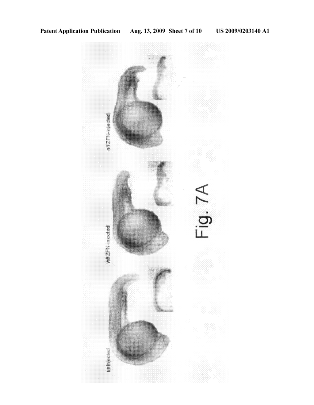 Genomic editing in zebrafish using zinc finger nucleases - diagram, schematic, and image 08