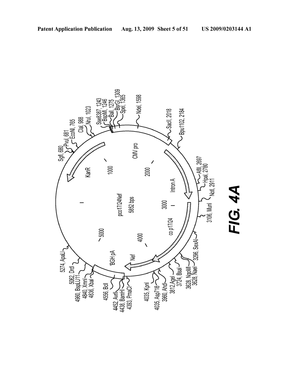 HIV-GAG CODON-OPTIMISED DNA VACCINES - diagram, schematic, and image 06