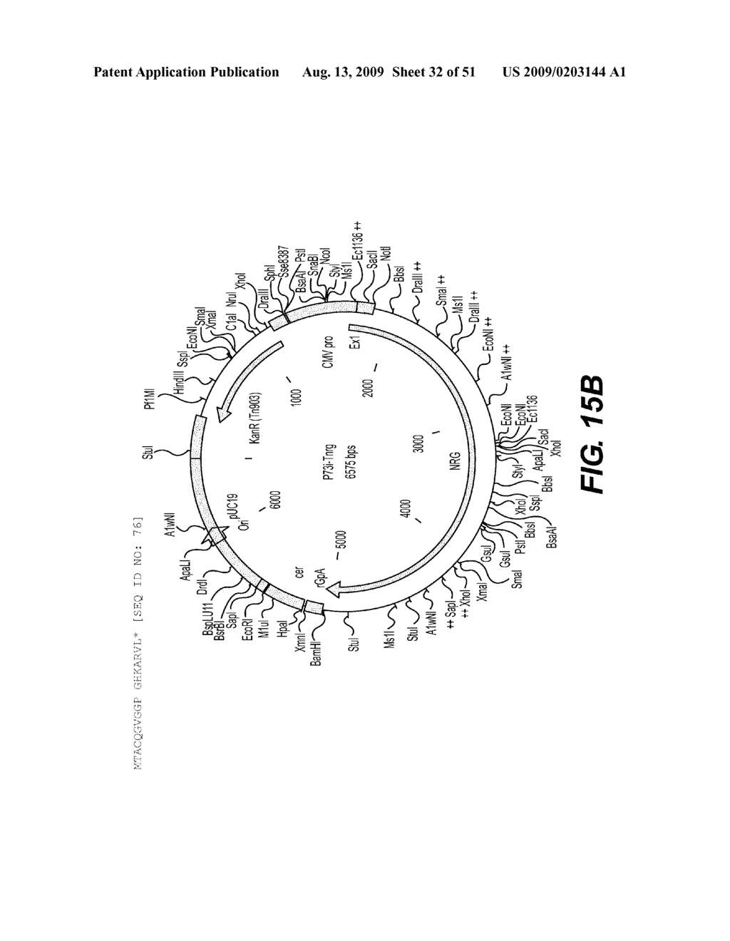 HIV-GAG CODON-OPTIMISED DNA VACCINES - diagram, schematic, and image 33