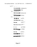 Modulation of the integrin-linked kinase signaling pathway provides beneficial human cardiac hypertrophy and post myocardial infarction remodeling diagram and image