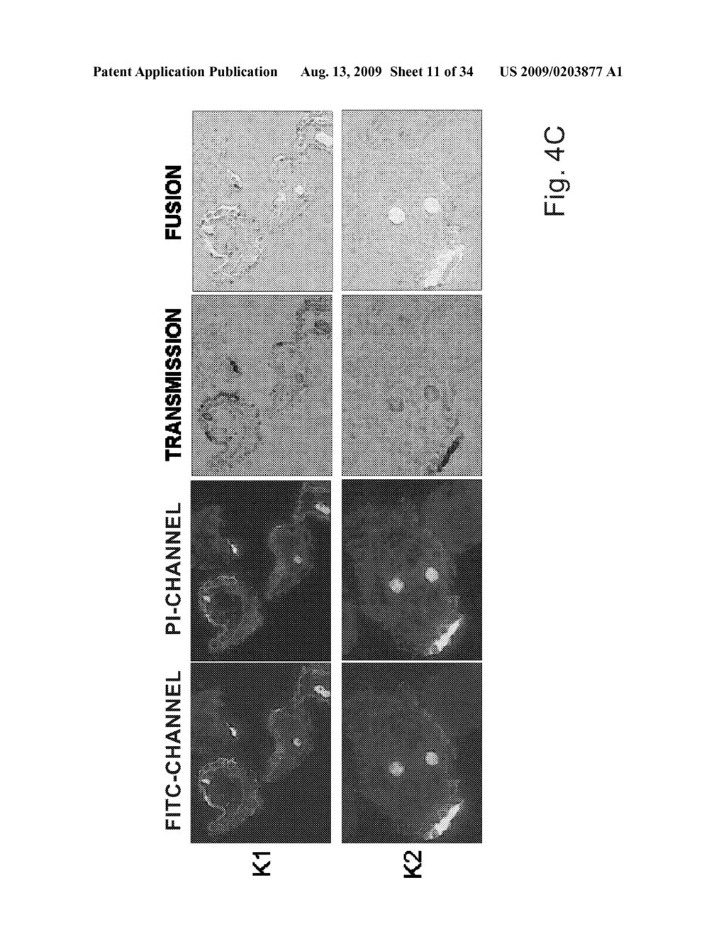 X-RAY-DENSE CONJUGATE - diagram, schematic, and image 12