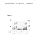 TRYPTOPHAN AS A FUNCTIONAL REPLACEMENT FOR ADP-RIBOSE-ARGININE IN RECOMBINANT PROTEINS diagram and image