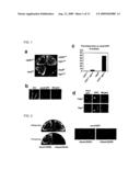 Novel Centromeric Protein Shugoshin diagram and image