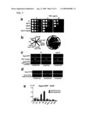 Novel Centromeric Protein Shugoshin diagram and image