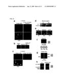 Novel Centromeric Protein Shugoshin diagram and image