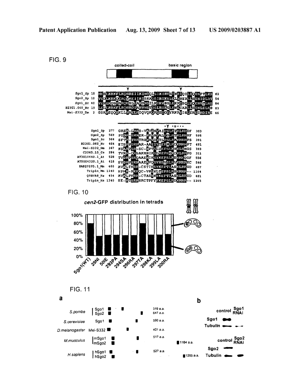 Novel Centromeric Protein Shugoshin - diagram, schematic, and image 08