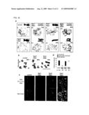 Novel Centromeric Protein Shugoshin diagram and image