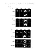 Novel Centromeric Protein Shugoshin diagram and image