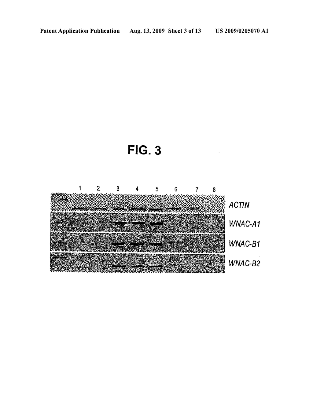 High Grain Protein Content Gene - diagram, schematic, and image 04