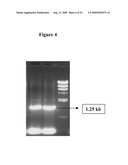 ACETYL CoA CARBOXYLASE (ACCase) GENE FROM JATROPHA CURAS diagram and image