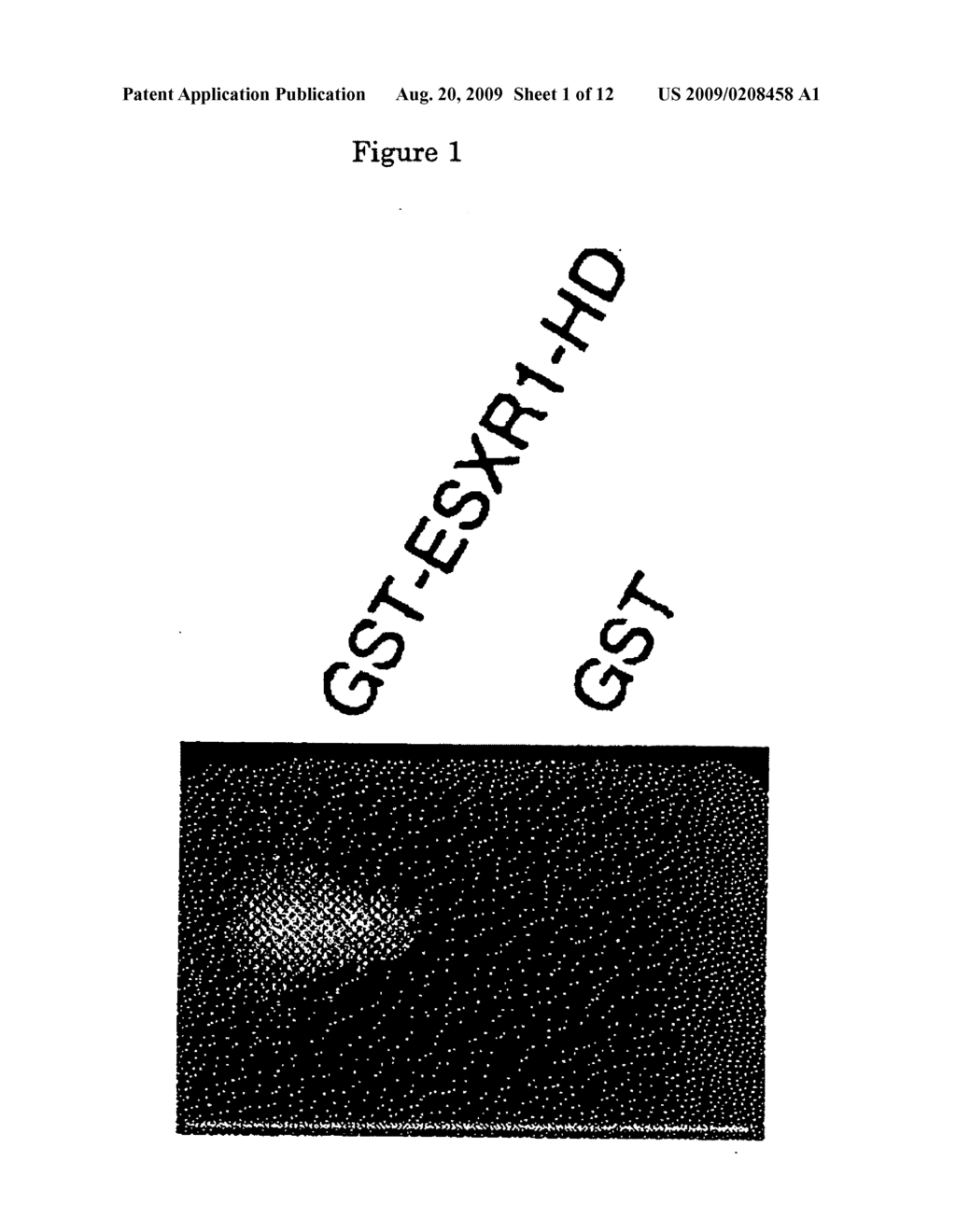 Transcriptional inhibitor for human k-ras gene - diagram, schematic, and image 02