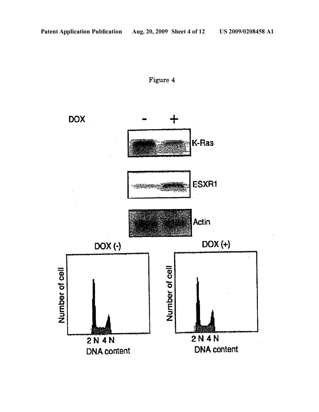 Transcriptional inhibitor for human k-ras gene - diagram, schematic, and image 05