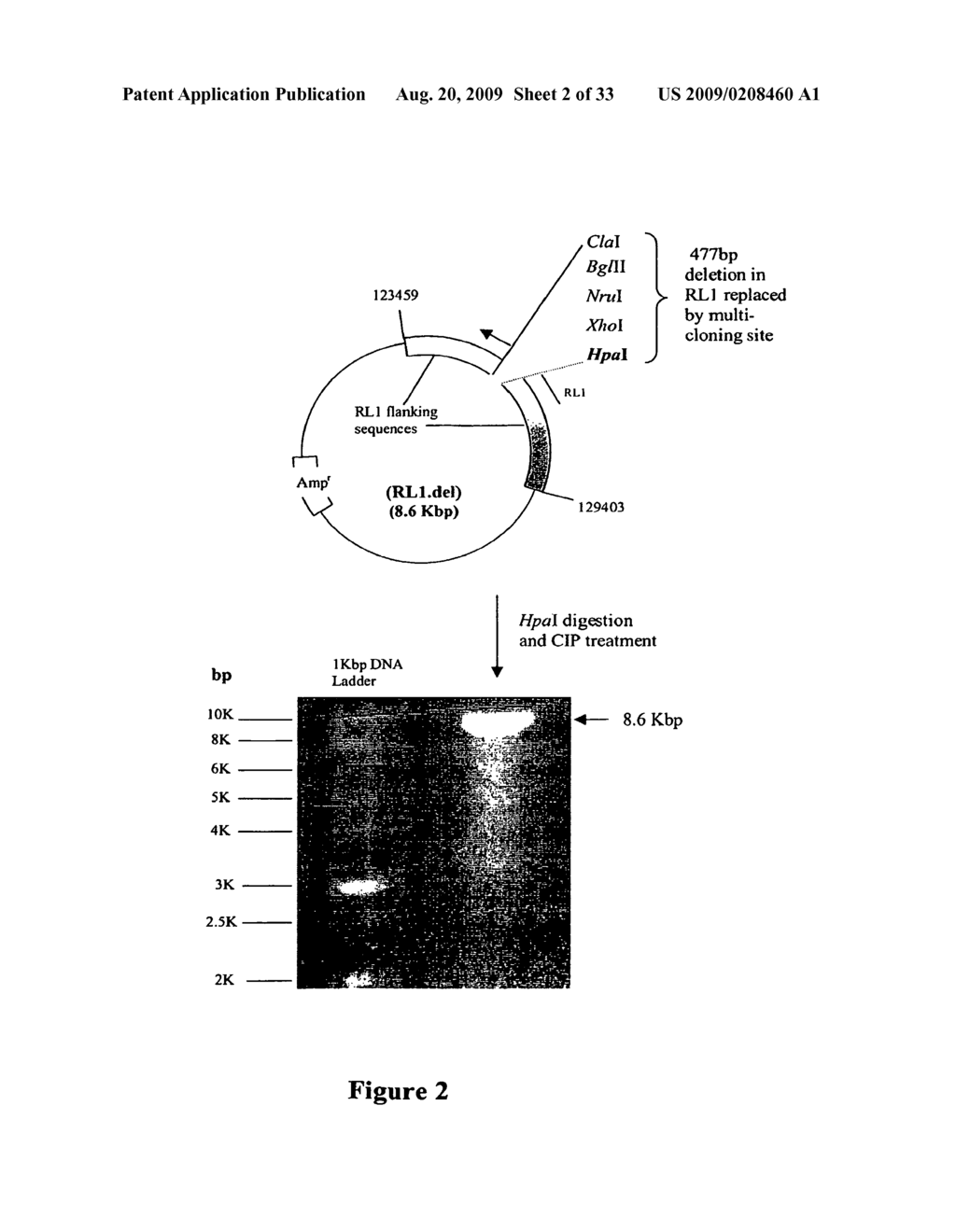 Mutant Herpes Simplex Viruses Comprising Nucleic Acid Encoding A Nitroreductase - diagram, schematic, and image 03