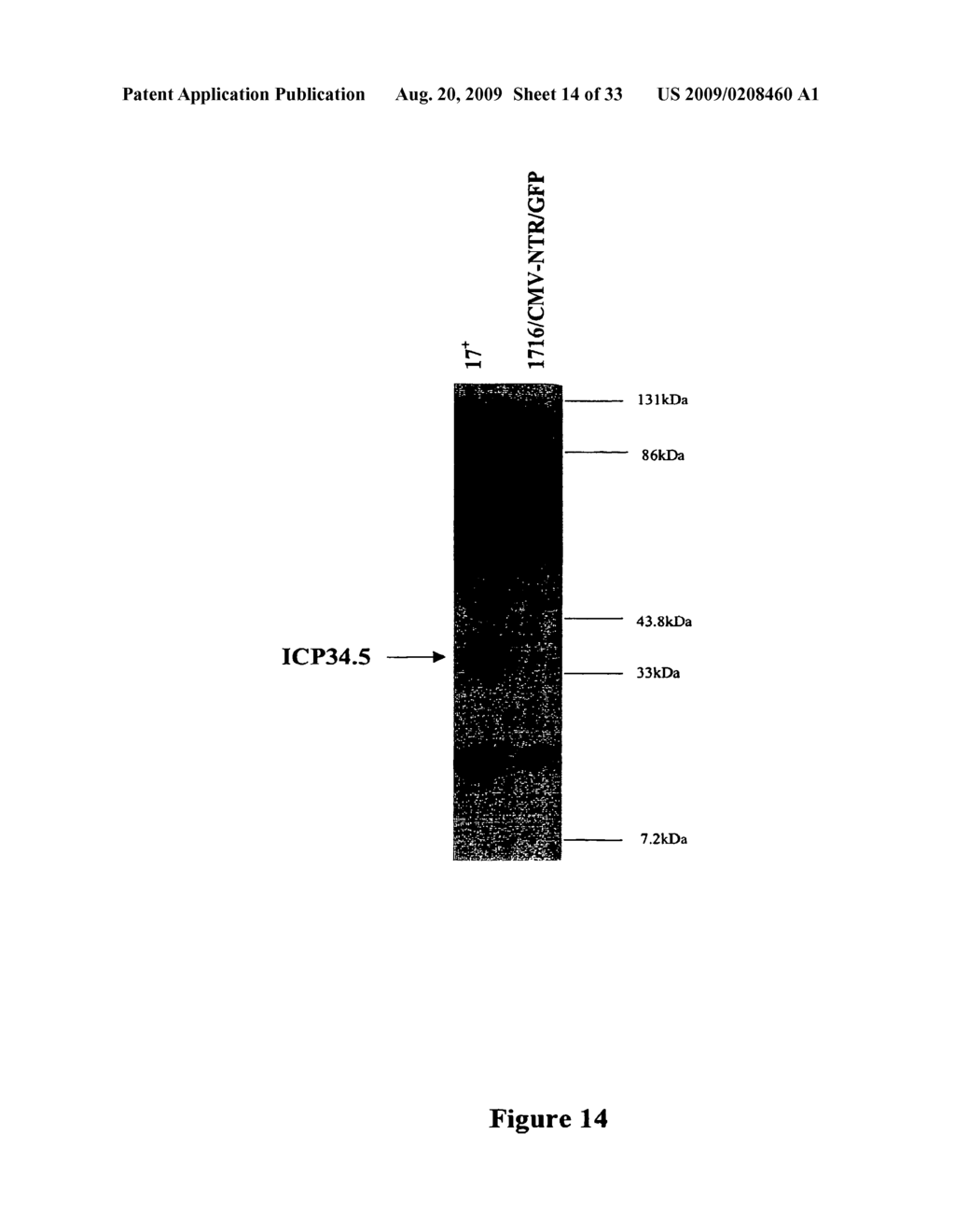 Mutant Herpes Simplex Viruses Comprising Nucleic Acid Encoding A Nitroreductase - diagram, schematic, and image 15