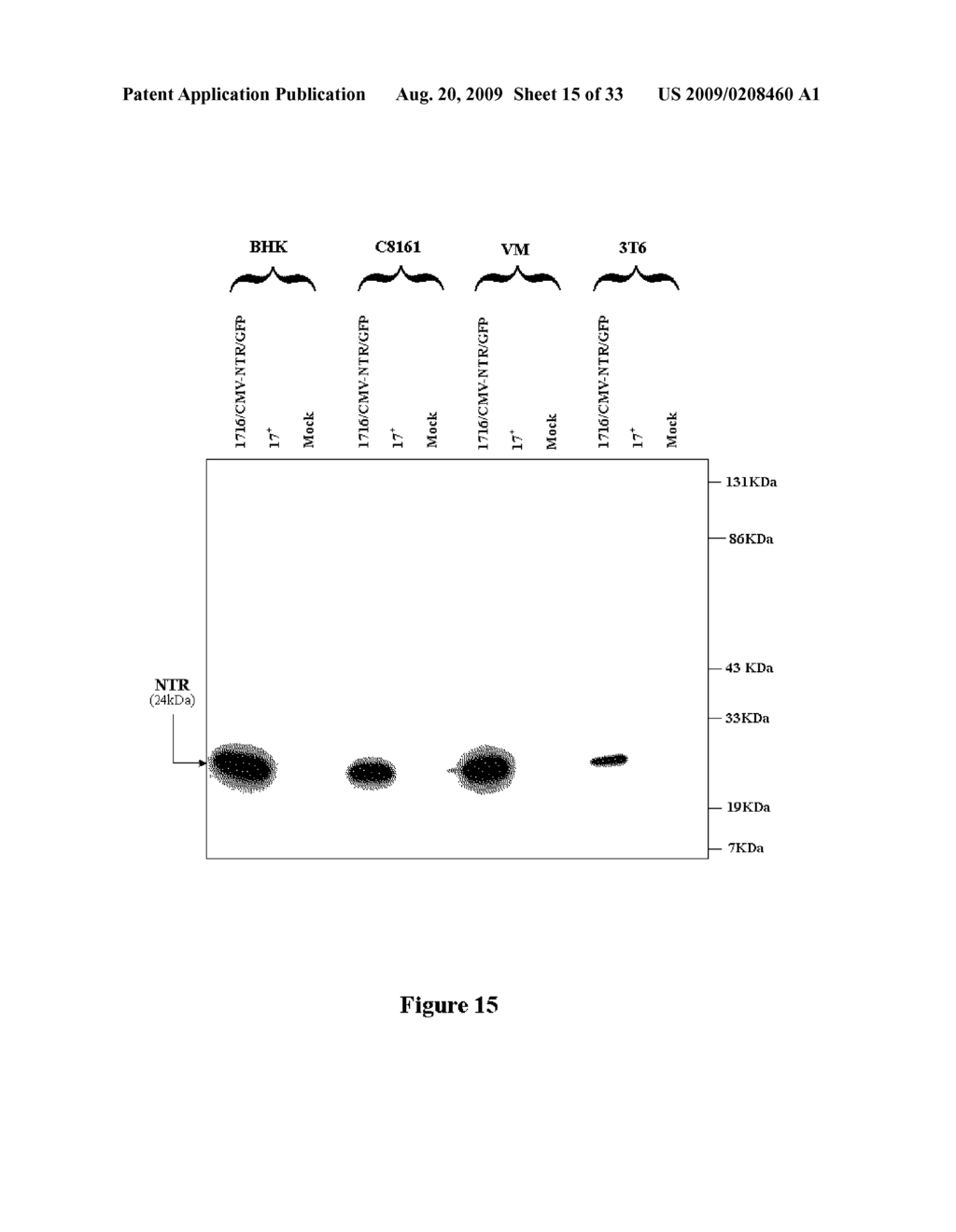Mutant Herpes Simplex Viruses Comprising Nucleic Acid Encoding A Nitroreductase - diagram, schematic, and image 16