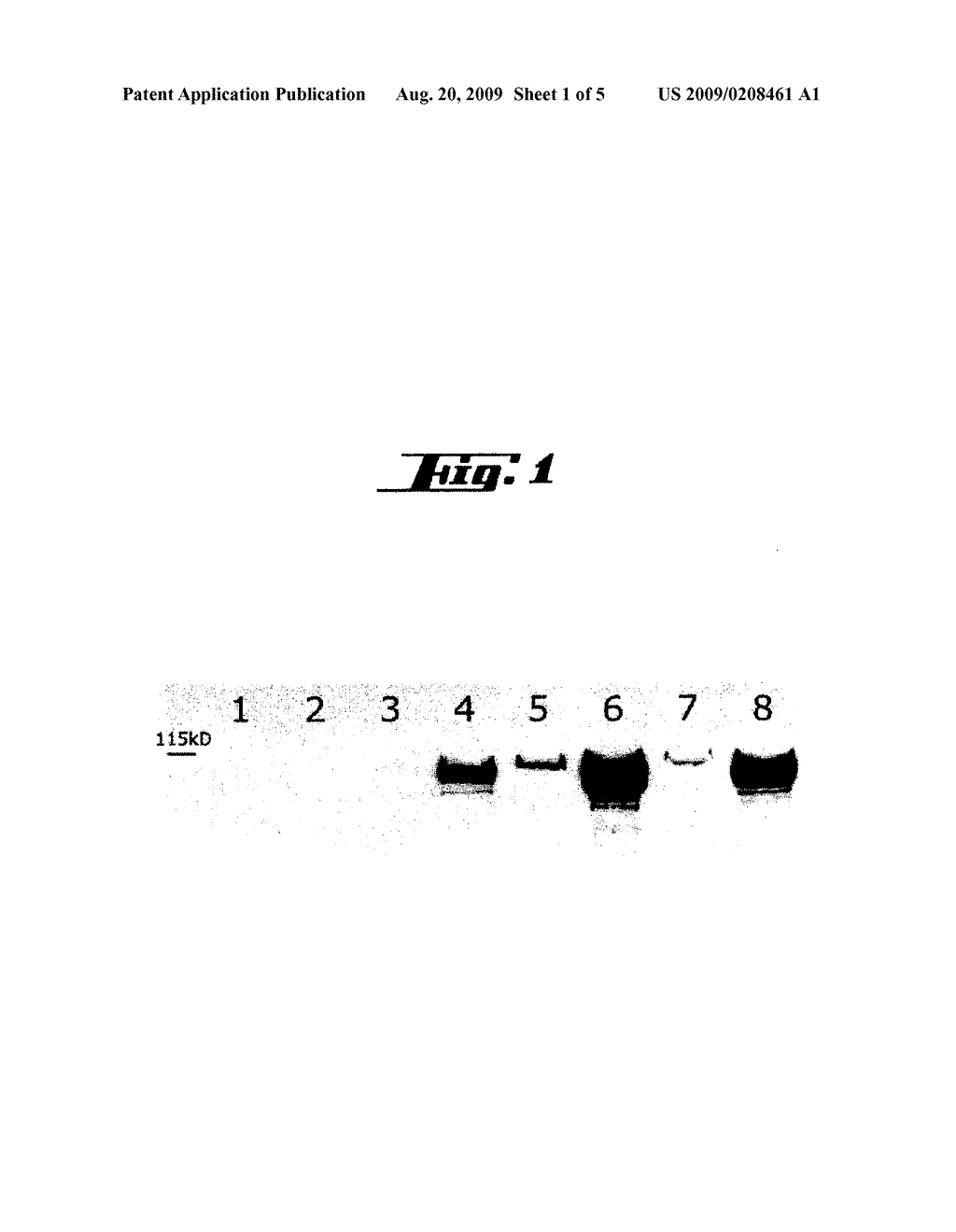 RECOMBINANT BACTERIA WITH E.COLI HEMOLYSIN SECRETION SYSTEM AND INCREASED EXPRESSION AND/OR SECRETION OF HLYA, PROCESS OF MANUFACTURING AND USES THEREOF - diagram, schematic, and image 02