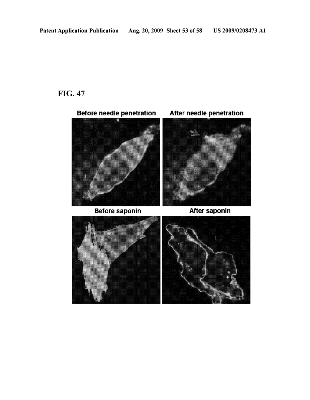 COMPOSITIONS AND METHODS TO MODULATE CELL MEMBRANE RESEALING - diagram, schematic, and image 54