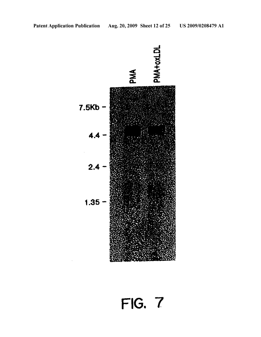 Compositions and Methods for Effecting the Levels of High Density Lipoprotein (HDL) Cholesterol and Apolipoprotein AI, Very Low Density Lipoprotein (VLDL) Cholesterol and Low Density Lipoprotein (LDL) Cholesterol - diagram, schematic, and image 13