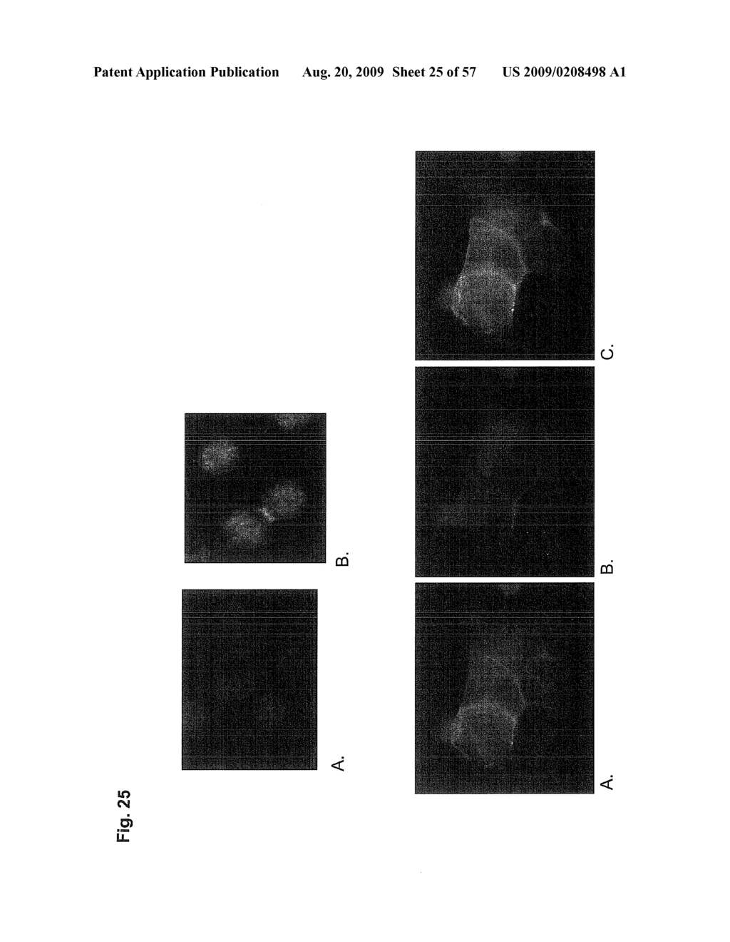 Genetic Products Differentially Expressed In Tumors And The Use Thereof - diagram, schematic, and image 26