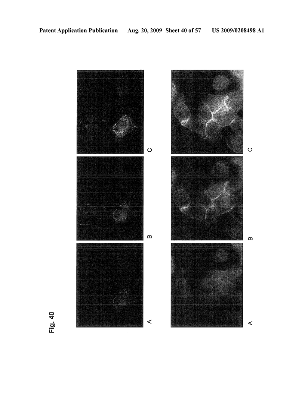 Genetic Products Differentially Expressed In Tumors And The Use Thereof - diagram, schematic, and image 41