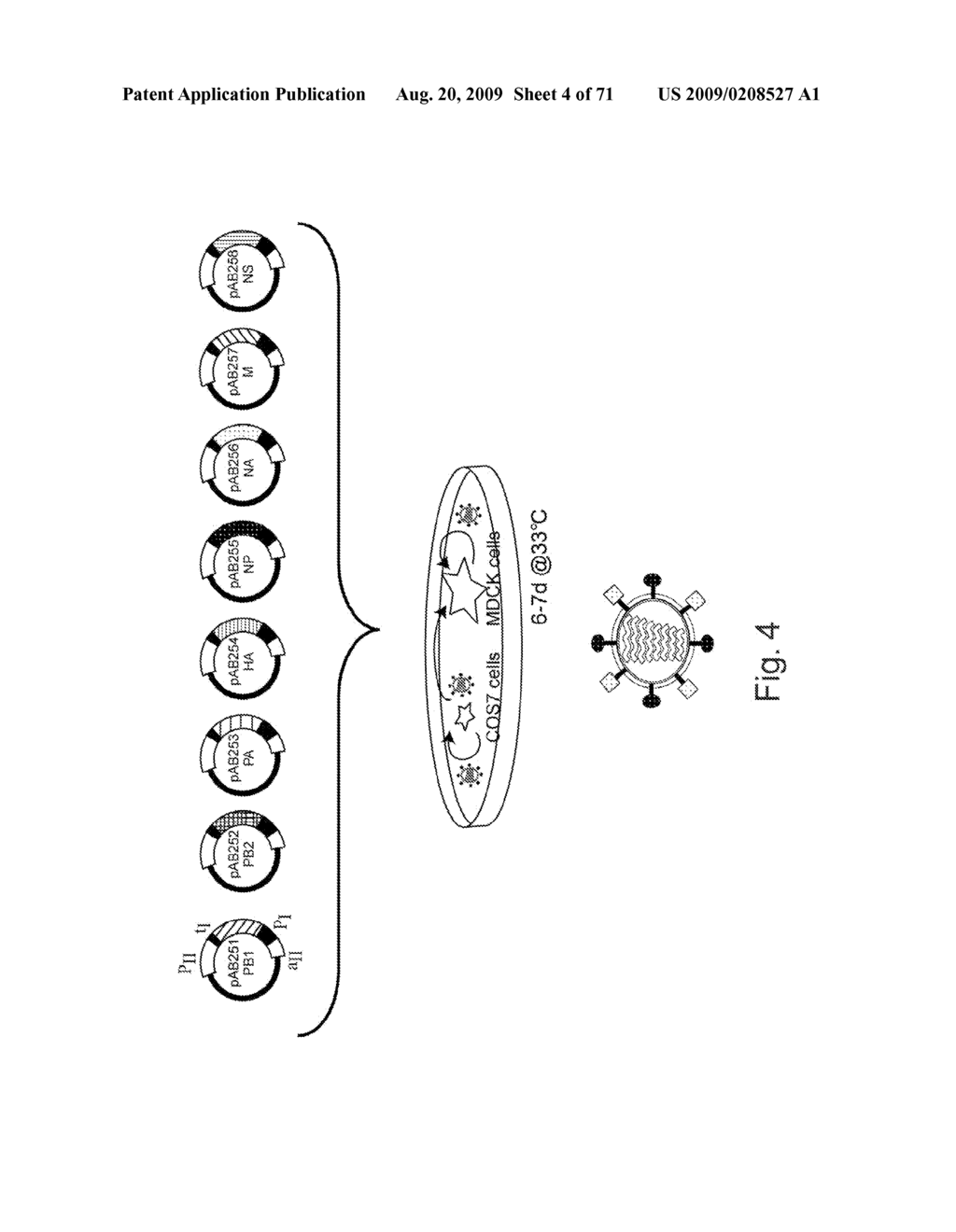 MULTI PLASMID SYSTEM FOR THE PRODUCTION OF INFLUENZA VIRUS - diagram, schematic, and image 05