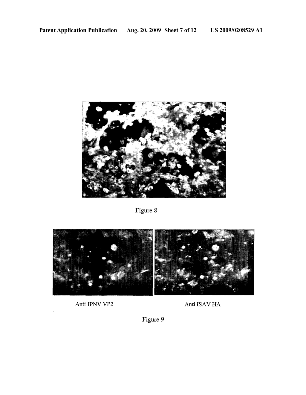 Recombinant Novirhabdoviruses and Uses Thereof - diagram, schematic, and image 08