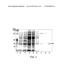 NEISSERIA MENINGITIDIS SEROGROUP A CAPSULAR POLYSACCHARIDE ACETYLTRANSFERASE, METHODS AND COMPOSITIONS diagram and image