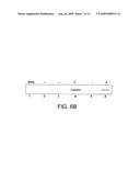 NEISSERIA MENINGITIDIS SEROGROUP A CAPSULAR POLYSACCHARIDE ACETYLTRANSFERASE, METHODS AND COMPOSITIONS diagram and image