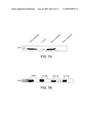 NEISSERIA MENINGITIDIS SEROGROUP A CAPSULAR POLYSACCHARIDE ACETYLTRANSFERASE, METHODS AND COMPOSITIONS diagram and image