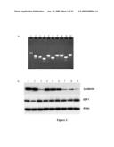 Compositions of asymmetric interfering RNA and uses thereof diagram and image