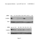 Compositions of asymmetric interfering RNA and uses thereof diagram and image