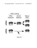 Compositions of asymmetric interfering RNA and uses thereof diagram and image