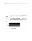 Compositions of asymmetric interfering RNA and uses thereof diagram and image