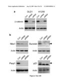 Compositions of asymmetric interfering RNA and uses thereof diagram and image