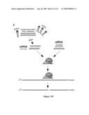 Compositions of asymmetric interfering RNA and uses thereof diagram and image