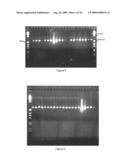 PARTICLE MATRIX FOR STORAGE OF BIOMOLECULES diagram and image