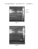 PARTICLE MATRIX FOR STORAGE OF BIOMOLECULES diagram and image