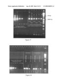 PARTICLE MATRIX FOR STORAGE OF BIOMOLECULES diagram and image