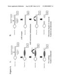 Methods of detecting sequence-specific DNA binding proteins diagram and image