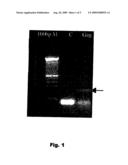 Method Of In-Vitro Detection And Quantification Of HIV DNA By Quantitative PCR diagram and image