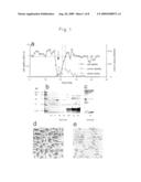 CYTOTOXIC PROTEIN AND UTLIZATION THEREOF diagram and image