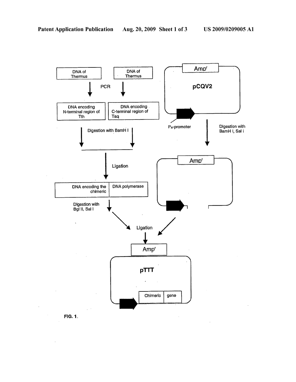 Chimeric dna polymerase - diagram, schematic, and image 02