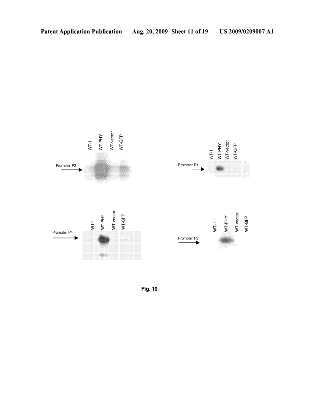 Method of Expression Cloning in a Host Cell - diagram, schematic, and image 12