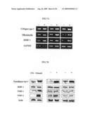 collagenous matrix with improved porosity and tensile strength and preparation method therefore by using mechanical stimulation system diagram and image