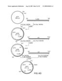 Combinatorial DNA library for producing modified N-glycans in lower eukaryotes diagram and image